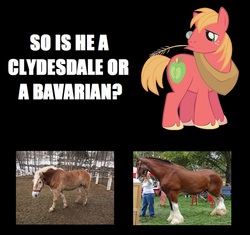 Size: 815x766 | Tagged: safe, big macintosh, clydesdale, earth pony, horse, human, pony, g4, bavarian, irl, irl horse, irl human, male, nudity, photo, sheath, stallion