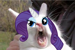 Size: 590x398 | Tagged: safe, rarity, rabbit, g4, 1000 years in photoshop, creepy, face, female, irl, photo, pony eyes on stuff, rage, rage face, solo