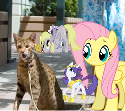 Size: 1008x896 | Tagged: safe, derpy hooves, fluttershy, rarity, cat, pegasus, pony, g4, female, irl, leash, mare, muffin, photo, ponies in real life, shopped, tongue out