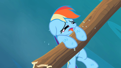 Size: 1280x720 | Tagged: safe, screencap, mare do well, rainbow dash, g4, my little pony: friendship is magic, the mysterious mare do well, female, log, out of context, river, solo, tongue out, wet