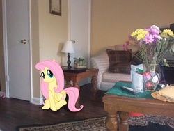 Size: 2592x1944 | Tagged: safe, artist:tokkazutara1164, fluttershy, g4, chair, door, flower, irl, lamp, photo, pillow, ponies in real life, remote, rug, solo, table, vector
