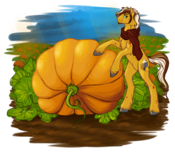 Size: 1600x1394 | Tagged: safe, artist:haventide, oc, oc only, earth pony, pony, beard, clothes, dean mulligan, freckles, garden, male, pumpkin, scarf, sideburns, solo, stallion, unshorn fetlocks