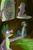 Size: 1280x1920 | Tagged: safe, artist:fuzebox, spike, oc, oc:sharp, dragon, g4, cave, comic, glowing, male, older, older spike, spike's journey, teenage spike, teenaged dragon, teenager