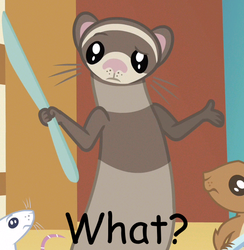 Size: 575x590 | Tagged: safe, edit, ferret, mouse, squirrel, knife, reaction image, shrug, text