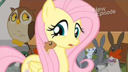 Size: 1440x810 | Tagged: safe, screencap, fluttershy, bird, chicken, mouse, owl, pegasus, pony, rabbit, squirrel, g4, princess twilight sparkle (episode), animal, female, mare, scared, worried
