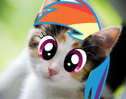 Size: 1000x781 | Tagged: safe, artist:eekiwi, edit, rainbow dash, cat, g4, cute, dashabetes, female, looking at you, rainbow cat, solo, wat, weapons-grade cute