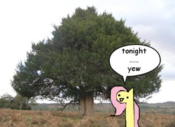 Size: 640x463 | Tagged: safe, artist:wollap, fluttershy, g4, irl, leafie, photo, ponies in real life, pun, solo, tonight you, tree, yew tree