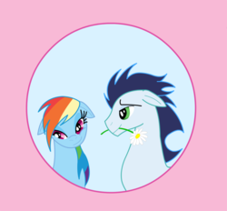 Size: 1024x950 | Tagged: safe, artist:tsand106, rainbow dash, soarin', g4, daisy (flower), female, flower, flower in mouth, male, mouth hold, ship:soarindash, shipping, straight