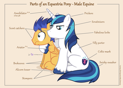 Size: 1050x750 | Tagged: safe, artist:dm29, flash sentry, shining armor, pegasus, pony, unicorn, g4, anatomy, anatomy guide, annihilator, aweeg*, chart, cute, derail in the comments, diagram, duo, frown, glare, hug, implied epic wife tossing, male, overprotective armor, parts of an equestria pony, puffy cheeks, scared, sitting, stallion, wide eyes