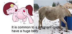 Size: 999x482 | Tagged: safe, artist:bumpywish, oc, oc only, pony, captain obvious, comparison, pregnant, real pony