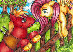 Size: 720x515 | Tagged: safe, artist:wetpaint, big macintosh, fluttershy, earth pony, pony, g4, apple, fence, flower, male, ship:fluttermac, shipping, stallion, straight, traditional art, tree, tulip