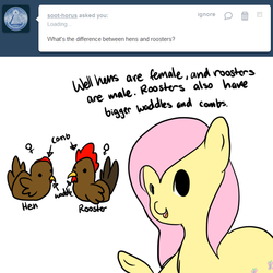 Size: 699x700 | Tagged: safe, artist:milkwolf, fluttershy, bird, chicken, g4, animal, ask, ask-friendlyshy, cute, female, fun facts, hen, rooster, solo, the more you know, tumblr, typo of unintentional hilarity