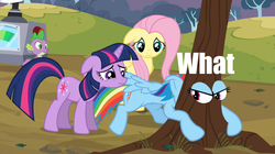 Size: 1054x591 | Tagged: safe, edit, edited screencap, screencap, fluttershy, rainbow dash, twilight sparkle, pegasus, pony, unicorn, g4, hurricane fluttershy, annoyed, caption, eyes, floppy ears, tree, unicorn twilight