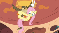 Size: 1050x590 | Tagged: safe, screencap, angel bunny, fluttershy, owlowiscious, g4, just for sidekicks