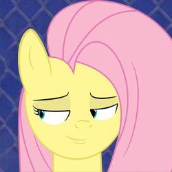 Size: 250x250 | Tagged: safe, fluttershy, g4, female, george costanza, ishygddt, solo