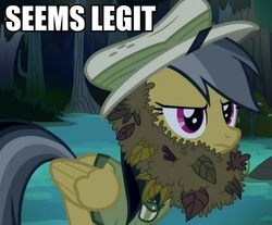 Size: 610x506 | Tagged: safe, edit, edited screencap, screencap, daring do, pegasus, pony, daring don't, g4, beard, cropped, disguise, fake beard, female, hat, image macro, leaves, mare, paper-thin disguise, seems legit, solo