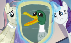 Size: 659x400 | Tagged: safe, bonna fide, glamour gleam, rarity, duck, g4, cadance's mirror, exploitable meme, meme, op, op is a duck