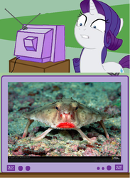 Size: 512x701 | Tagged: safe, rarity, g4, exploitable meme, rosy-lipped batfish, tv meme