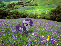 Size: 1600x1200 | Tagged: safe, artist:bryal, artist:redpandapony, rarity, pony, g4, female, field, flower, lavender, ponies in real life, solo