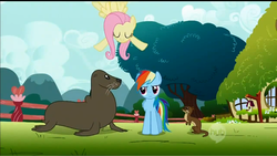 Size: 1920x1081 | Tagged: safe, screencap, fluttershy, rainbow dash, otter, sea lion, seal, g4, may the best pet win