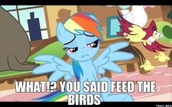 Size: 562x351 | Tagged: safe, edit, edited screencap, screencap, fluttershy, rainbow dash, bird, chicken, mouse, pegasus, pony, g4, magical mystery cure, caption, female, mare, mouth hold
