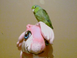 Size: 640x480 | Tagged: safe, pinkie pie, g3, g4, heart, heart eyes, irl, parrotlet, pet, photo, plushie, toy, wingding eyes