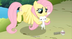 Size: 1595x869 | Tagged: safe, screencap, angel bunny, fluttershy, g4, youtube caption, youtube link