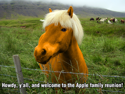 Size: 800x600 | Tagged: safe, applejack, horse, apple family reunion, g4, fence, hoers, irl, irl horse, photo, ponies in real life, recolored hoers
