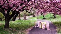 Size: 1280x720 | Tagged: safe, artist:colorfulbrony, fluttershy, g4, cherry blossoms, irl, photo, ponies in real life