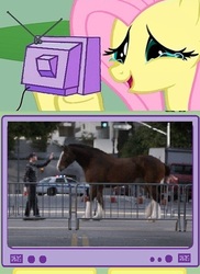 Size: 397x544 | Tagged: safe, fluttershy, clydesdale, g4, advertisement, budweiser, commercial, exploitable meme, fluttercry, super bowl, tv meme