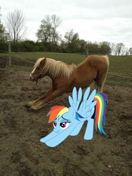 Size: 1836x2448 | Tagged: safe, edit, rainbow dash, horse, g4, hoers, horses doing horse things, irl, irl horse, iwtcird, meme, photo, real pony, scrunchy face, stretching
