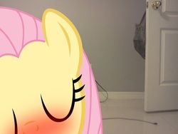 Size: 2048x1536 | Tagged: safe, artist:luisbonilla, fluttershy, pony, g4, blushing, door, irl, kissing, photo, plastic bag, ponies in real life, solo, vector, wall