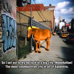 Size: 450x450 | Tagged: safe, applejack, horse, g4, the cutie mark chronicles, caption, hoers, image macro, irl, irl horse, manehattan, new york city, photo, ponies in real life, recolored hoers, text