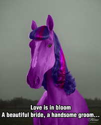 Size: 500x615 | Tagged: safe, twilight sparkle, horse, a canterlot wedding, g4, hoers, irl, irl horse, love is in bloom, missing horn, photo, recolored hoers, royal wedding