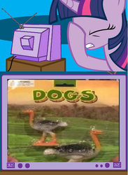 Size: 439x600 | Tagged: safe, twilight sparkle, dog, ostrich, g4, exploitable meme, facehoof, fail, meme, seems legit, tv meme