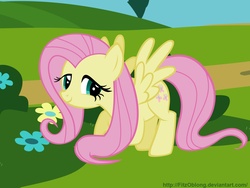 Size: 1600x1200 | Tagged: safe, fluttershy, pony, g4, female, solo