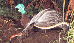 Size: 1371x800 | Tagged: safe, lyra heartstrings, bird, pony, unicorn, g4, female, grin, hilarious in hindsight, irl, irrational exuberance, looking at you, lyrebird, photo, pun, smiling, solo, squee, wide eyes