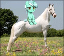 Size: 600x525 | Tagged: safe, lyra heartstrings, horse, g4, bridle, horse-pony interaction, irl, irl horse, photo, ponies in real life, ponies riding horses, riding, sitting, tack