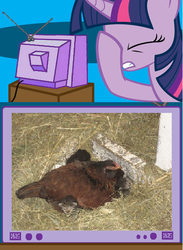 Size: 439x600 | Tagged: safe, twilight sparkle, cat, chicken, g4, exploitable meme, facehoof, kitten, meme, tv meme