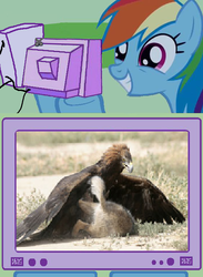 Size: 563x771 | Tagged: safe, rainbow dash, eagle, wolf, g4, badass, exploitable meme, meme, tv meme