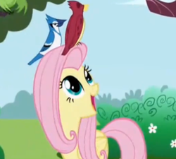 Size: 732x660 | Tagged: safe, screencap, fluttershy, bird, pegasus, pony, g4, folded wings, open mouth, sky, smiling, wings