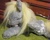 Size: 500x397 | Tagged: safe, artist:starl, derpy hooves, pegasus, pony, g4, female, irl, mare, photo, plushie