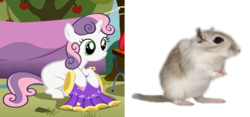 Size: 1687x790 | Tagged: safe, sweetie belle, gerbil, pony, rodent, g4, cute, sweetie gerbelle