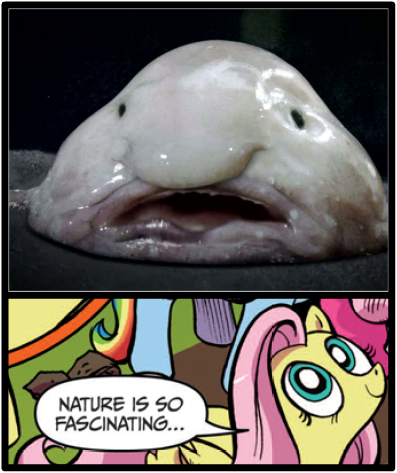 Blobfish meme by DitoSlothy123 on DeviantArt