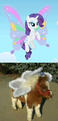 Size: 391x811 | Tagged: safe, rarity, shetland pony, g4, clothes, costume, real pony, wings