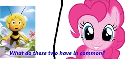 Size: 823x389 | Tagged: safe, pinkie pie, bee, g4, andrea libman, exploitable meme, maya the bee, meme, quiz, same voice actor, trivia, voice actor joke