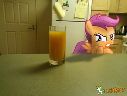 Size: 3264x2448 | Tagged: safe, artist:ojhat, scootaloo, pegasus, pony, g4, crossed hooves, disgusted, female, filly, irl, kitchen, orange juice, photo, ponies in real life, solo