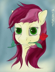 Size: 850x1104 | Tagged: safe, artist:ratwhiskers, roseluck, pony, g4, bust, mouth hold, rose, solo