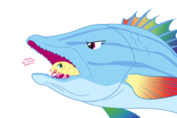 Size: 1500x1000 | Tagged: safe, artist:equestria-prevails, fluttershy, rainbow dash, fish, isopod, rainbow trout, g4, cymothoa exigua, female, fishified, flutterprey, frown, glare, lesbian, not salmon, open mouth, parasite, salmon yet not salmon, ship:flutterdash, shipping, simple background, smiling, species swap, tongue eating isopod, transparent background, unamused, vore, wat