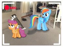 Size: 1024x768 | Tagged: safe, artist:amezysts, rainbow dash, scootaloo, falcon, g4, ponies in real life, video